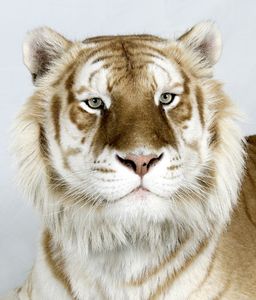8-Brahman-a-six-year-old-male-one-of-only-30-golden-tabby-B 8-Brahman-a-six-year-old-male-one-of-only-30-golden-tabby-B