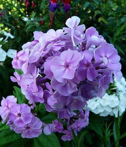 le phlox etoile