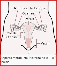 UTERUS