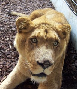 Tarzan