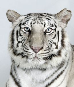 11-Sukino-a-10-year-old-female-royal-white-Bengal-tiger 11-Sukino-a-10-year-old-female-royal-white-Bengal-tiger