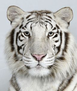 12-Loka-a-two-year-old-female-royal-white-Bengal-tiger 12-Loka-a-two-year-old-female-royal-white-Bengal-tiger
