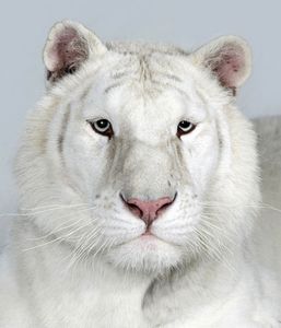 18-Sundari-a-two-year-old-female-snow-white-Bengal-tiger 18-Sundari-a-two-year-old-female-snow-white-Bengal-tiger