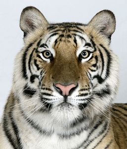 2-Jannaki-a-two-year-old-female-standard-royal-Bengal-tiger 2-Jannaki-a-two-year-old-female-standard-royal-Bengal-tiger