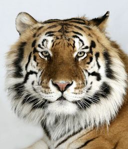 4-Manu-a-eight-year-old-male-standard-royal-Bengal-tiger 4-Manu-a-eight-year-old-male-standard-royal-Bengal-tiger
