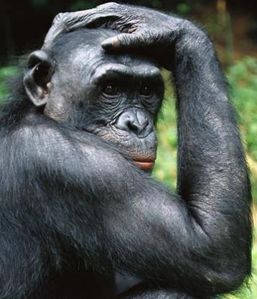 bonobo-ig-1.jpg