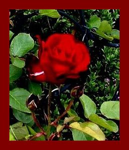 la rose rouge aux pétales de velour