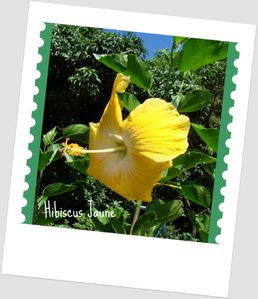 hibiscus-jaune-1.jpg