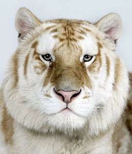 10-Kahn-a-two-year-old-male-one-of-only-30-golden-tabby-Ben 10-Kahn-a-two-year-old-male-one-of-only-30-golden-tabby-Ben