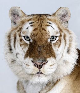 7-Bhara-a-10-year-old-male-one-of-only-30-golden-tabby-Beng 7-Bhara-a-10-year-old-male-one-of-only-30-golden-tabby-Beng