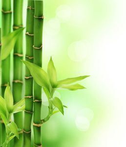 bambous-