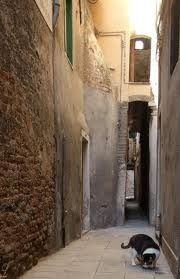 LE-CHAT-DE-VENISE.jpg