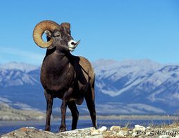 Bighorn-Sheep.jpg