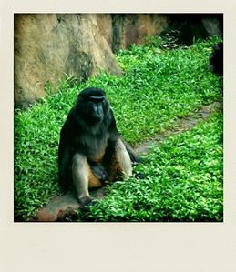 Jakarta Schmutzer Primate Center Macaque de Heck