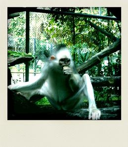 Jakarta Schmutzer Primate Center Semnopithèque de Sumatra