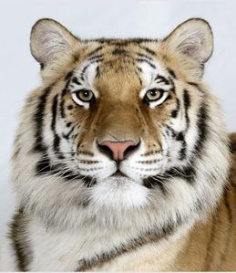 5-Matsu-a-two-year-old-female-standard-royal-Bengal-tiger 5-Matsu-a-two-year-old-female-standard-royal-Bengal-tiger