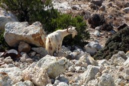 solitaire-chevre.JPG