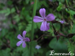 Photo Fleurs - 24.06.11 - 01