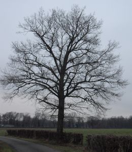 Bel arbre