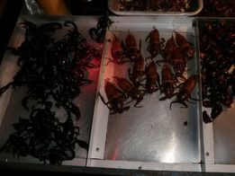 24 CIMblattes scorpions