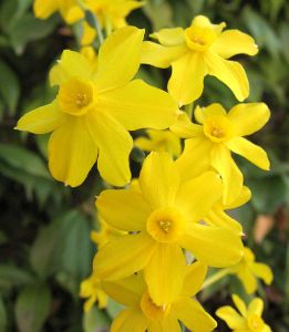 522px-Narcissus jonquilla 2
