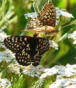achillea-millefolium