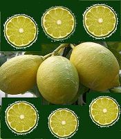 trois-limes-jaune et 6 tranches-limes-vertes