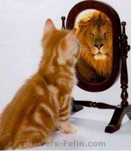 big_lion-kitten.jpg