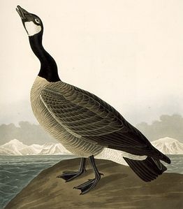 audubonv