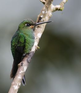 Green-crowned Brillant immature