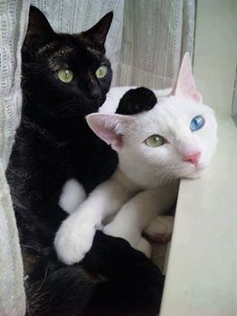 chats-noir-et-blanc-fb-16-aout-2013.jpg