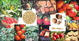 gmo01.jpg