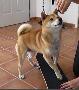 Yoshi-shiba-inu-skateboard.jpg