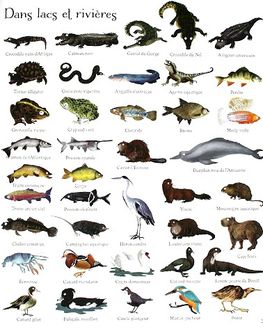 1000-animaux-en-images-5.JPG