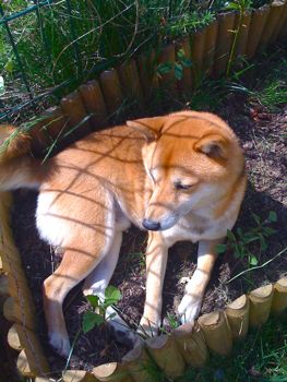 shiba-inu-jardin