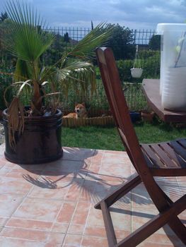 shiba-jardin