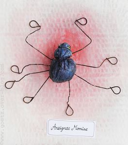 blog- araignée (araignae momiae), Goetz copyright