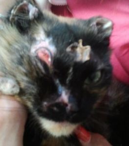 CHAT BENO MARTYR A PARIS