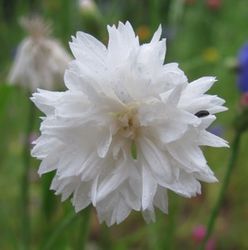 centaurea cyanus blanc 1 juil 12
