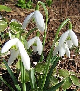 galanthus-nivalis-25--fev-10.jpg