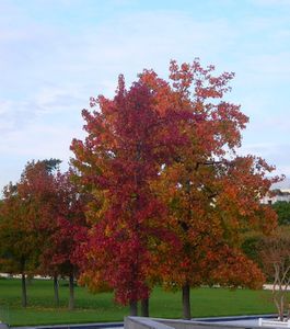 arbres rouges