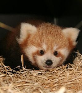 la-petite-femelle-panda-est-restee-cachee-les-premiers-jour.jpg