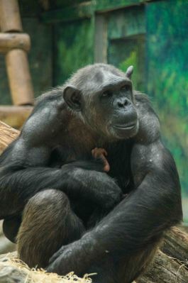 chimpanzé (zoo parc de Beauval)