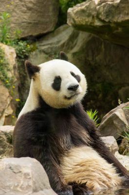 panda géant (zoo parc de Beauval)