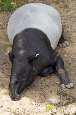 tapir de Malaisie (Zoo parc de Beauval)