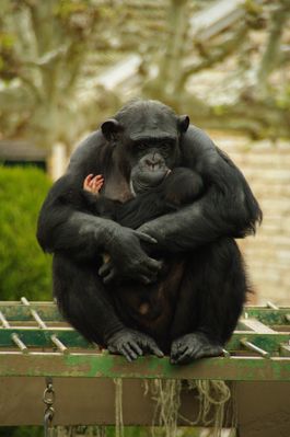 chimpanzé (touroparc)