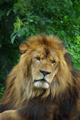 lion d'Afrique (domaine des fauves)