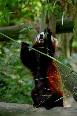 panda roux (Safari de Peaugres)