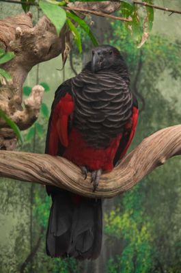 perroquet de Pesquet (Zoo Parc de Beauval)