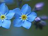 100px-Forget-me-not_closeup_2005_01.jpg